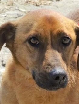 Kleiner PASHA hat nicht viel Zeit - Gefrees