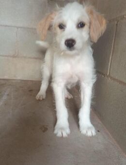 Yako der übriggebliebene kleine Bub - Jade