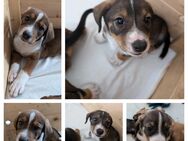 Entlebucher Sennenhund-Mix Welpen - Mettingen