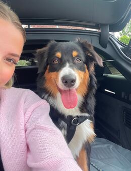 Australian Shepherd 6 Monate alt - Greifswald