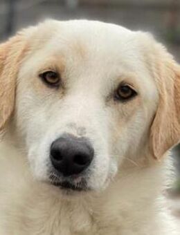 Nami, geb. ca. 12/2019, Griechenland - Euskirchen