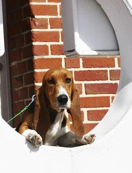 Der zauberhafte Valentin, ein reinrassiger Basset Artesien Normand, sucht ein neues Zuhause. - Lüneburg