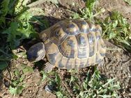 Griechische Landschildkröte männlich - Ispringen