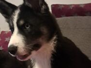 Husky Samojede Mix Welpin Luna - Meiningen