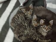 Maincoon/ Bengal Mix kitten - Coswig (Anhalt) Stackelitz