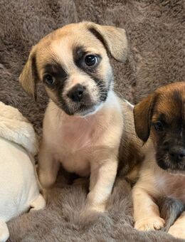 Französisch Bulldoggen mix Welpen suchen eine Familie - Eydelstedt