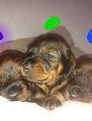 Rauhaardackel in 06366