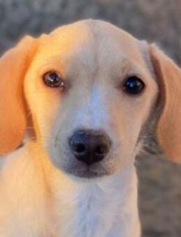 Rigatoni, geb. ca. 08/2025, GRIECHENLAN - Euskirchen