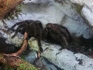 Vogelspinne ,lasiodora parahhybana - Hürth Zentrum