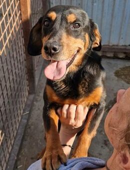 Mila sucht..... - Schwerte (Hansestadt an der Ruhr)