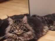 Maine-Coon-Junge mit Stammbaum, Impfungen und Veterinärpass - Gräfenthal