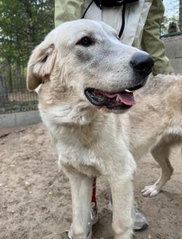 großer,freundl. Herdenhund sucht Zuhause - Schnarup-Thumby