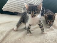 Bengal und BKH- Mischlingskitten,4 Mädchen und 3 Jungs
