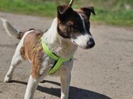 Foxterrier Mix Loki - Velbert