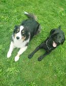 Biete Hundetraining an, Problem Fälle am liebsten. in 92224