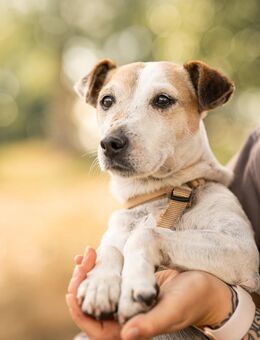Milou - Hemmoor