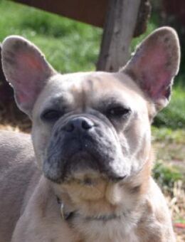 Alicent - freundlich & aufgeweckt - Lohmar