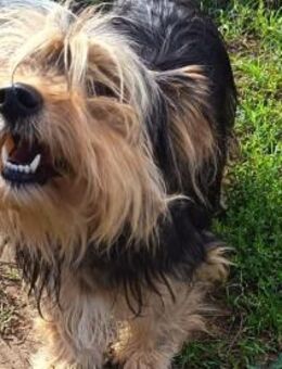 Missy sucht Faamilienanhang - Olsberg