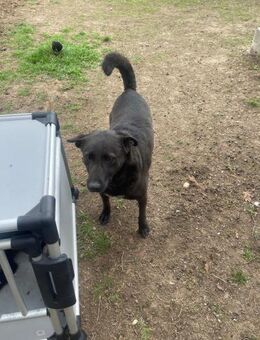 Lara sucht eine Familie - Olfen