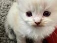 Zuckersüße, reinrassige Kitten Kätzchen Katze in tollen Farben, abgabebereit in 15806