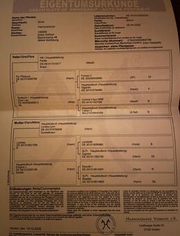 Großrahmige Hannoveraner Stute - Kollow