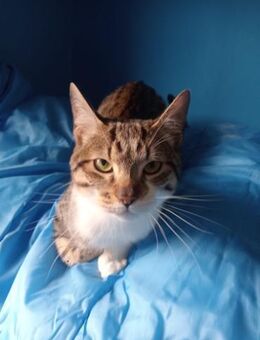 Nadal, Traumkater sucht Familie - Haar
