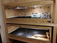 Großes Terrarium 180x80x60 - Dortmund Gartenstadt