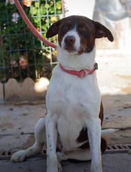 Nolo ist sehr menschenbezogen - Laatzen