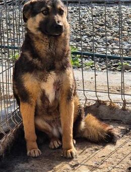 LEONIE sucht erfahrenes Zuhause - Neuberg