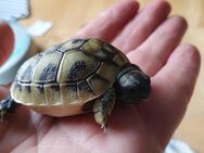 Landschildkröten THB aus 2024 - Schieder-Schwalenberg Zentrum