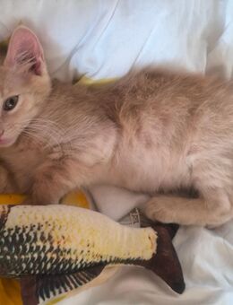 Sphinx Katzen Kitten - Fürstenau