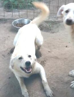 Carlotta - niedlicher Labbi-Mix - Wedel