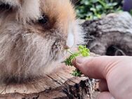 Zwergkaninchen Löwenkopf mix Zwergwidder Die Kaninchen sind nicht SCHÜCHTERN ;) - Schöntal