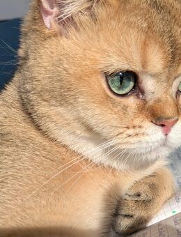 British Kurzhaar Kater BKH - Kassel