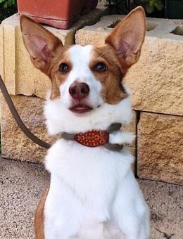 Pongo versteht die Welt nicht mehr..... - Laatzen