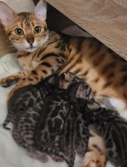 Exklusive Bengal Kitten mit Stammbaum - Waldshut-Tiengen