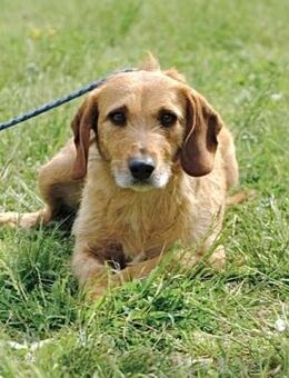 Mara - schüchterne Maus - Würzburg