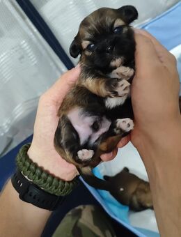 Shih-tzu mix - Geesthacht