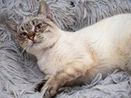 Confucio sucht seine 2.Chance - Bad Camberg