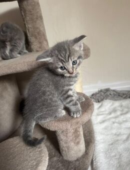 BKH Kitten - Hagen (Stadt der FernUniversität) Haspe
