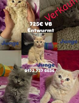 Britisch Langhaar Kitten - Hamburg