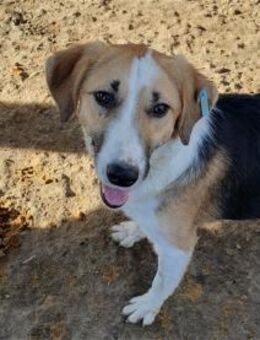 Mora Pflegestelle oder Zuhause gesucht - Oberwies