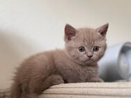 Britisch Kurzhaar Kitten in grau - Essen