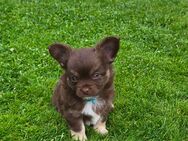 Chihuahua Welpen reinrassig LH nur noch eine Hündin und Rüde frei - Verl