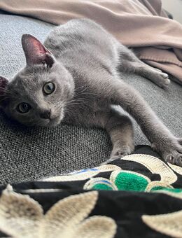 Oskar & Merlin – ein unzertrennliches Duo - Kirchdorf (Amper)