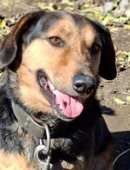 Buksi sucht ein Zuhause - Mildstedt