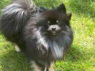 Pomeranian Zwergspitz Weibchen Jung Black and Tan - Recklinghausen