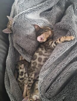 Reinrassige Bengal Kitten - Laufach