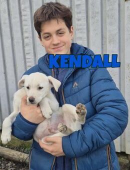 Kendall sucht sein FürImmerZuHause 🏡 - Neuberg