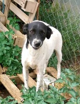 Hübsche Miss Marpel sucht ihr Zuhause - Berlin